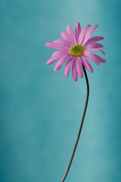 Rosa blomma — Stockfoto