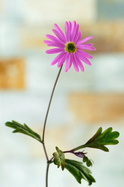 ピンクの花 — ストック写真