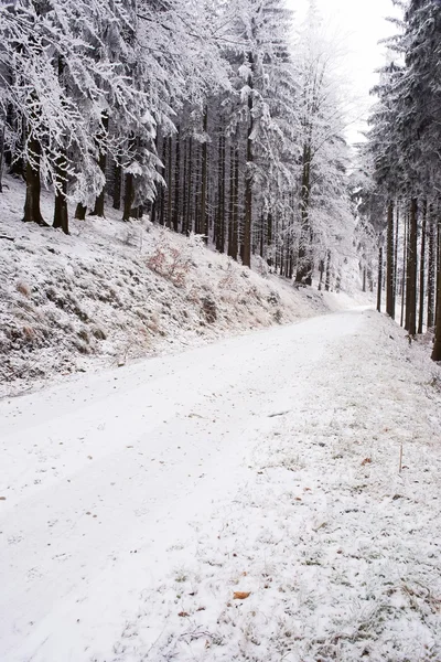 Forest road — Stock Photo, Image