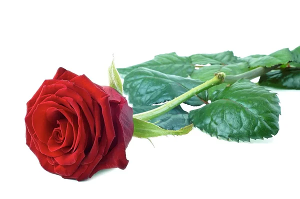 Red rose — Stock Photo, Image