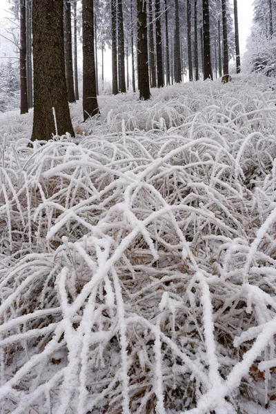 Hoarfrost on grass — Stock Photo, Image