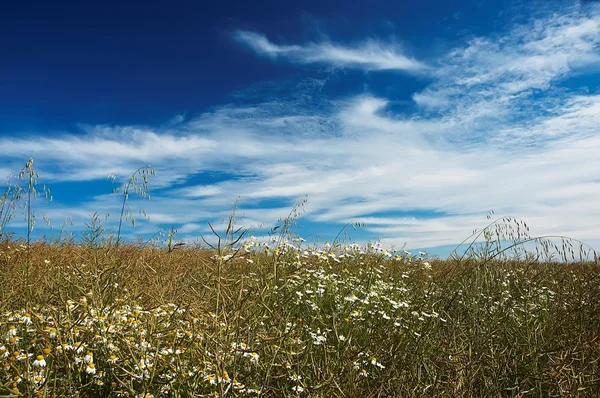 Sommerwiese — Stockfoto