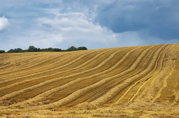 The mown cornfield — Stock Photo, Image