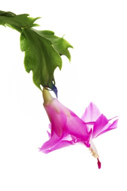 Noel kaktüs (Schlumbergera)