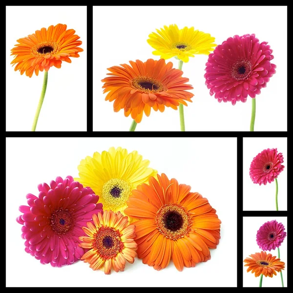 Gerbera — Stockfoto