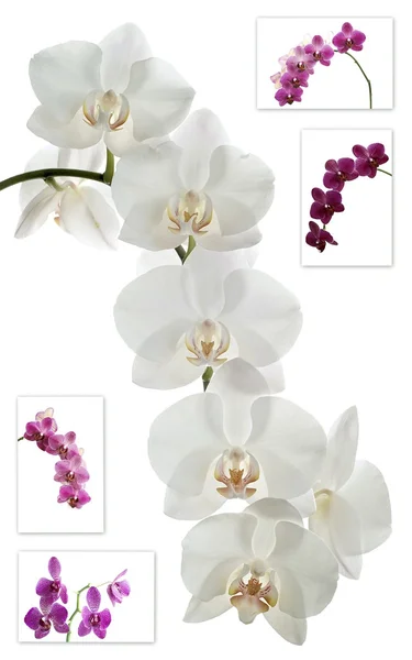 Orquídeas de flores — Fotografia de Stock