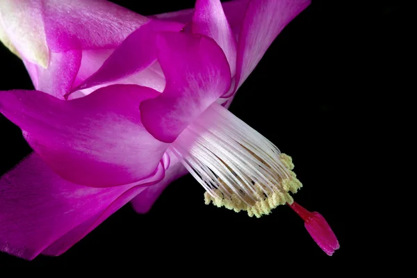 Cactus de Navidad (Schlumbergera ) —  Fotos de Stock