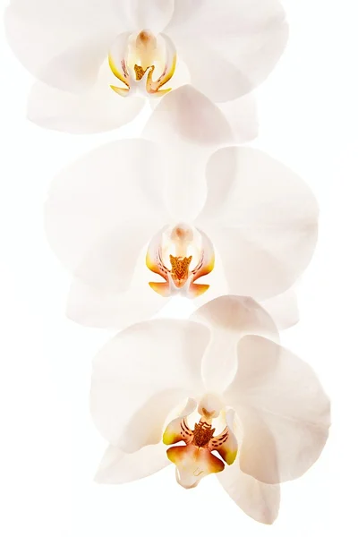 Orquídeas de flores — Fotografia de Stock