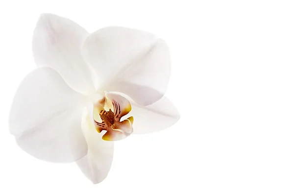 Flower orchids — Stock Photo, Image