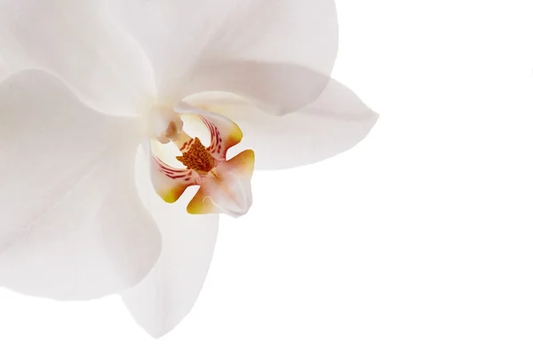 Flower orchids — Stock Photo, Image