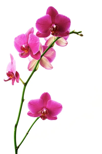 Flower orchids — Stock Photo, Image