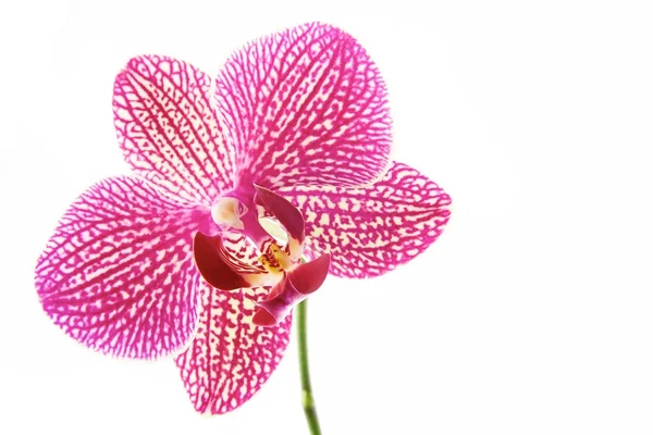Orchidées de fleurs — Photo