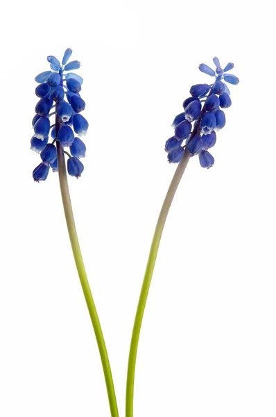 Muscari bloem — Stockfoto
