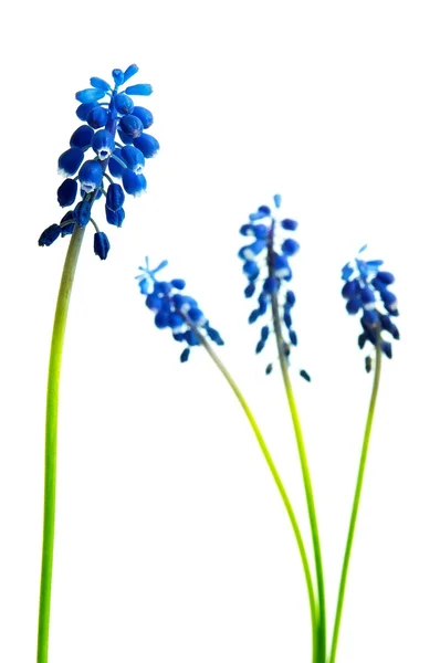 Muscari bloem — Stockfoto