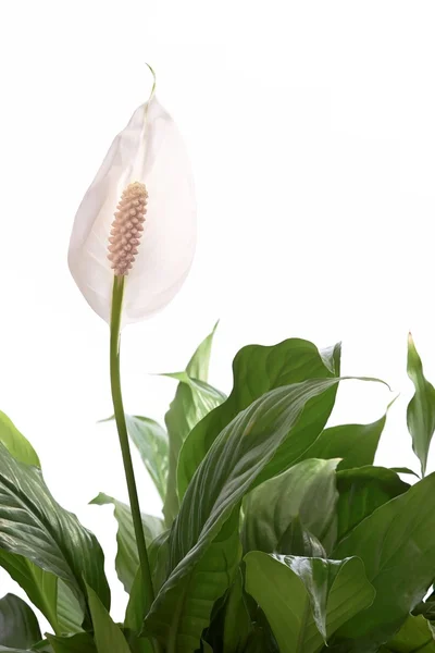 Peace Lily — Stock Photo, Image