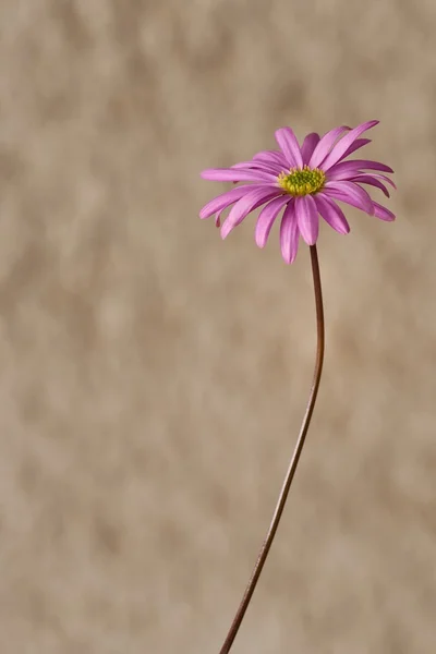 Rosa blomma — Stockfoto