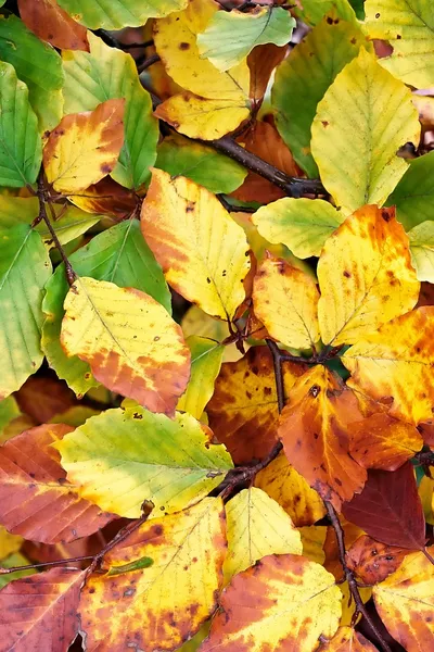 Autumn foliage — Stock Photo, Image