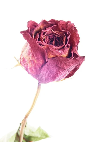 Dry roses — Stock Photo, Image