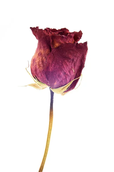 Ξηρά τριαντάφυλλα — Φωτογραφία Αρχείου