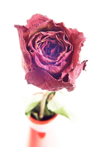 干玫瑰 — 图库照片