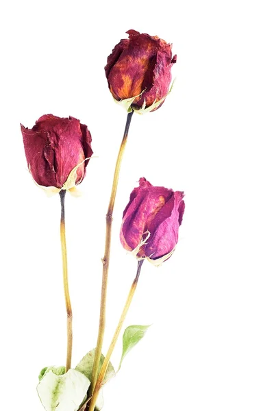 Rosas secas — Fotografia de Stock