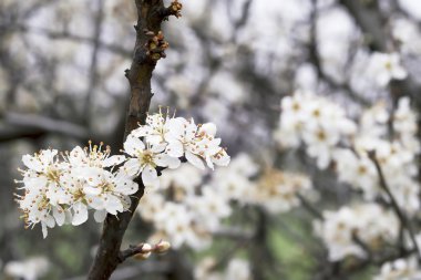blackt-boru çiçeği