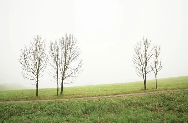 Osamělé stromy — Stock fotografie