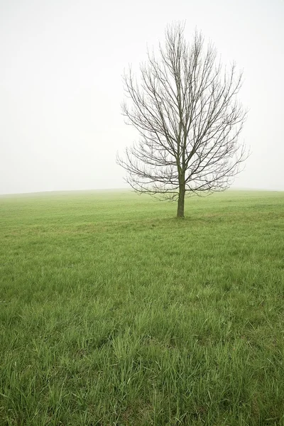 Samotne drzewo — Zdjęcie stockowe