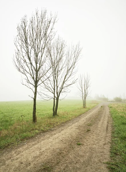 Osamělé stromy — Stock fotografie