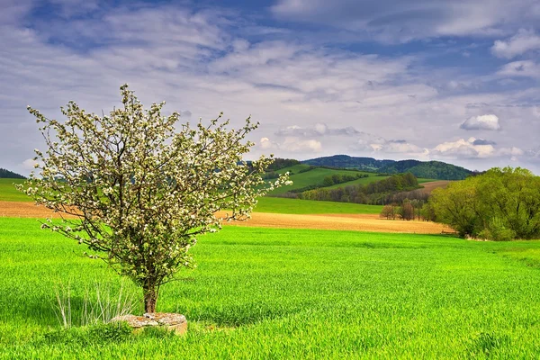 Paesaggio con albero — Foto Stock