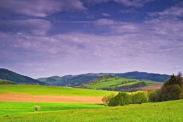 Krajina se stromem — Stock fotografie