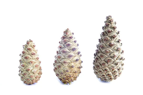 Cones de piny — Fotografia de Stock