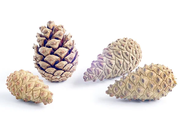 Piny cones — Stock Photo, Image