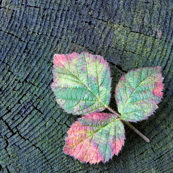 Rode framboos Herfstblad — Stockfoto