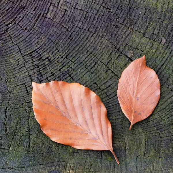 Feuilles de hêtre — Photo