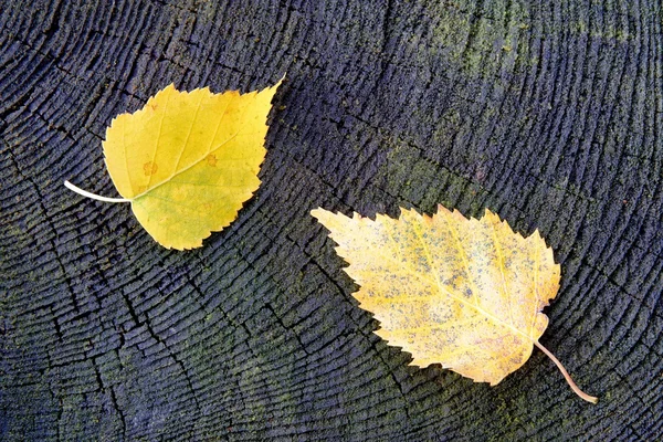 Liści brzozy — Zdjęcie stockowe