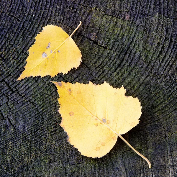 Birch leaves — Stock Photo, Image