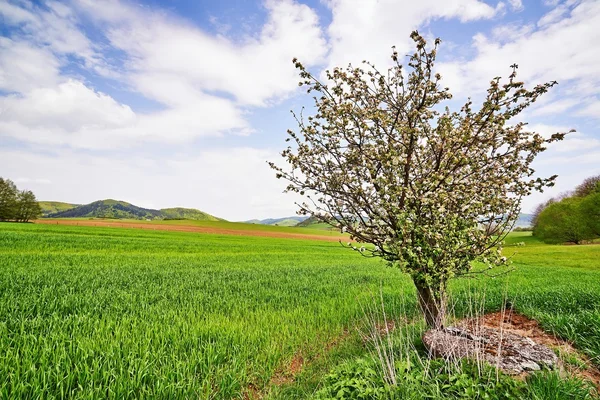 Landscape with tree — Stock Photo, Image