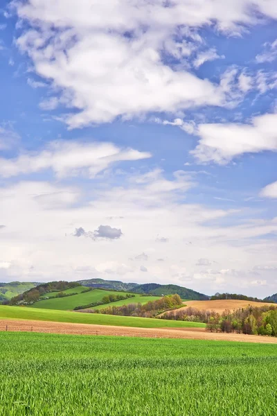 Paysage avec arbre — Photo