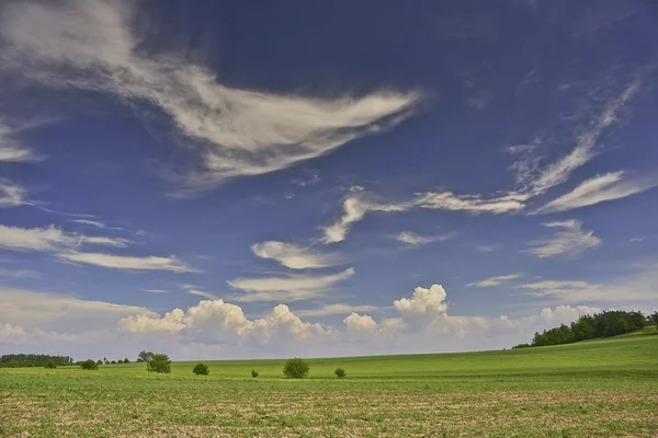 Landschap met bomen — Stockfoto