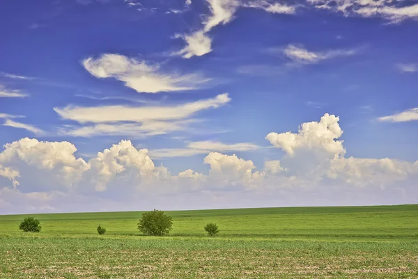 Ağaçlı manzara — Stok fotoğraf