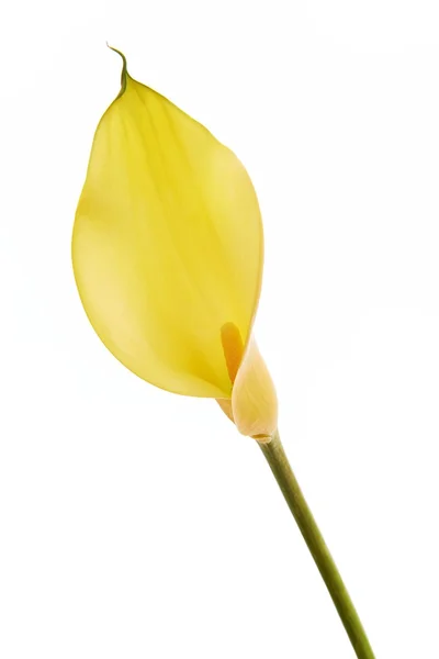 Fiore di Zantedeschia — Foto Stock