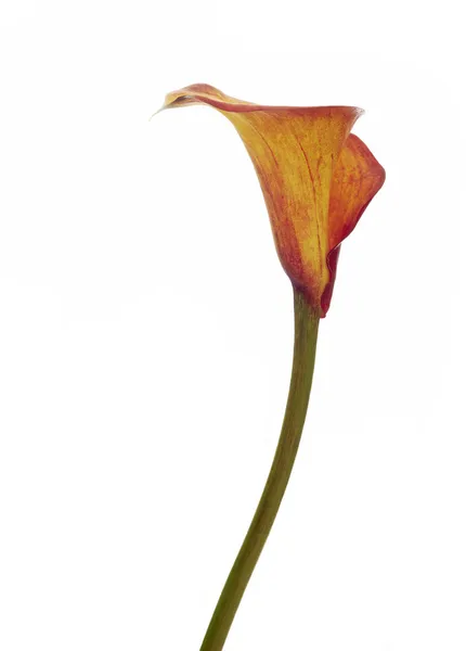 Flor de Calla — Fotografia de Stock