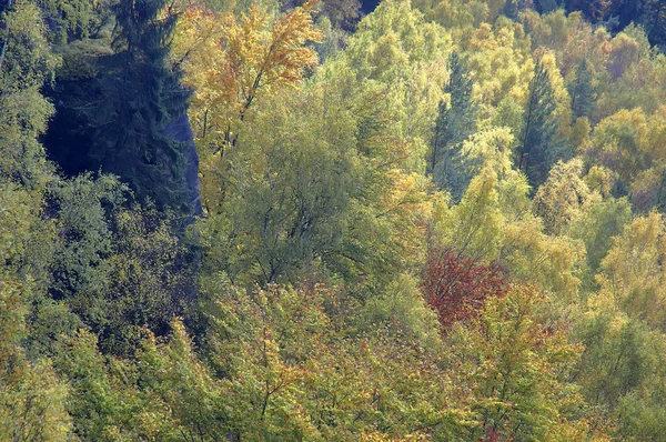 Treetops — Stock Photo, Image