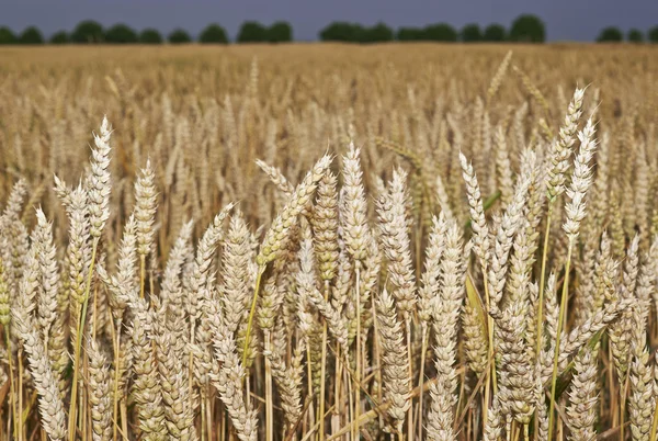 Agricultural landscape — Stock Photo, Image