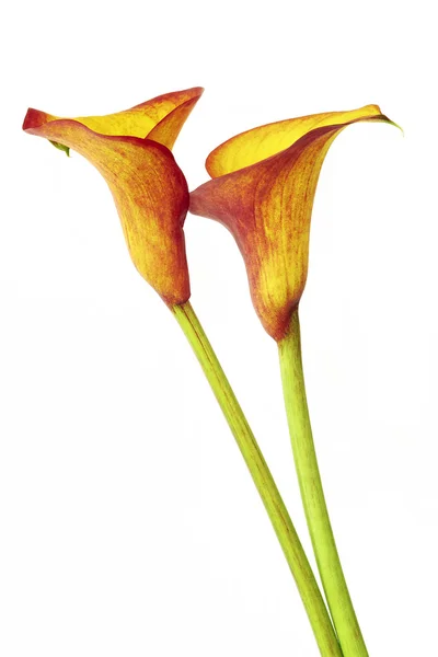 Flor de calla — Foto de Stock