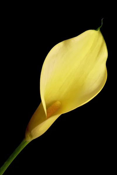 Flor de calla — Foto de Stock