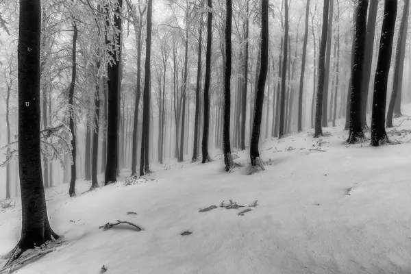 Bukowe Pnie Zimowym Mroźnym Lesie — Zdjęcie stockowe