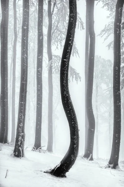 Beukenbomen Stammen Een Winter Ijzig Bos — Stockfoto