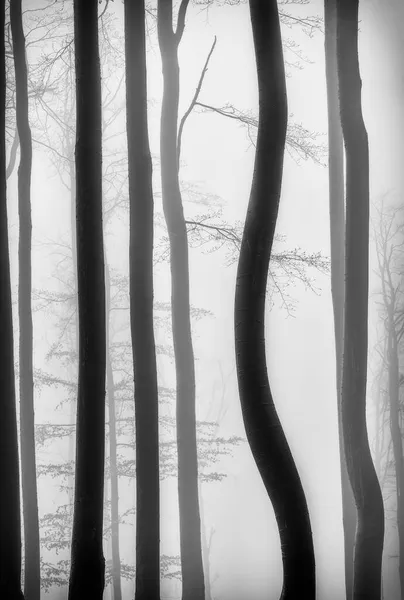 Bükkfa Törzsek Egy Ködös Tavaszi Erdőben — Stock Fotó